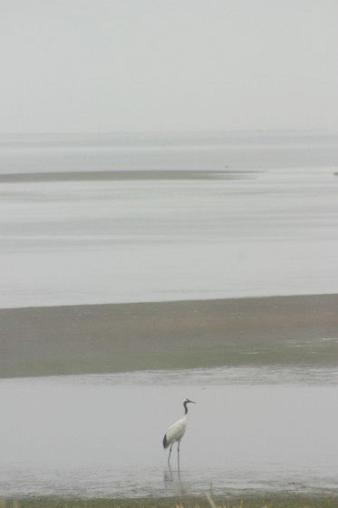 野付半島で撮影した丹頂鶴