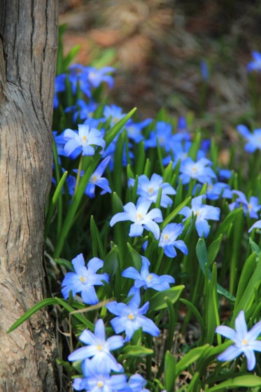 本日、百合が原公園で撮影した青い花。（名称不明）